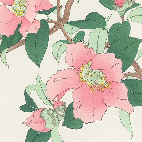 Pink Camellia by Kawarazaki Shodo (1889 - 1973)