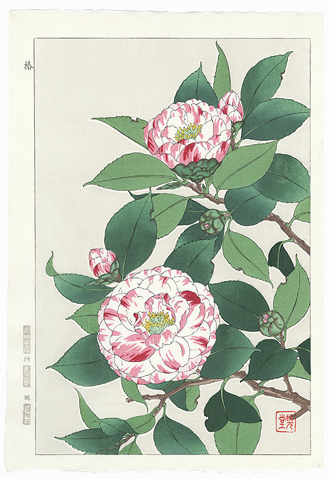 Pink and White Striped Camellia by Kawarazaki Shodo (1889 - 1973)