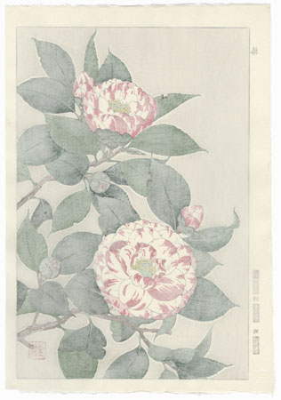 Pink and White Striped Camellia by Kawarazaki Shodo (1889 - 1973)