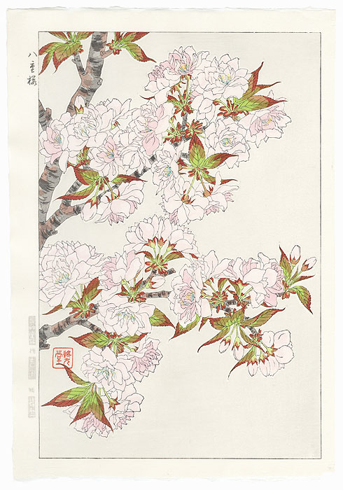 Pink Cherry Blossoms by Kawarazaki Shodo (1889 - 1973)