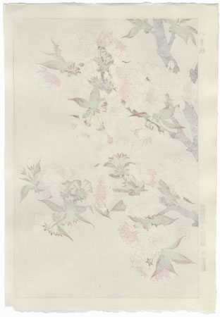 Pink Cherry Blossoms by Kawarazaki Shodo (1889 - 1973)