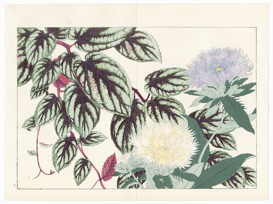 Stokesia and Vitis by Tanigami Konan (1879 - 1928)