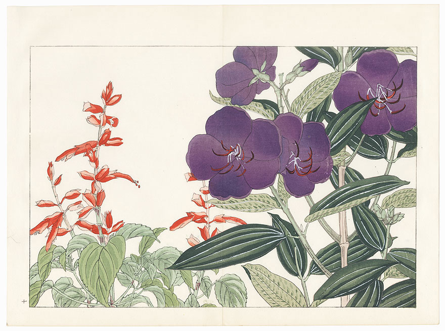 Melastoma and Salvia by Tanigami Konan (1879 - 1928)