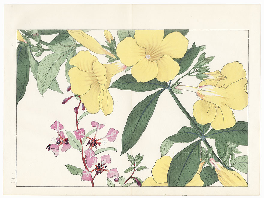 Allamandia and Clarkia by Tanigami Konan (1879 - 1928)