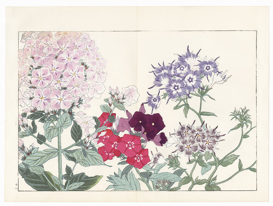Phlox by Tanigami Konan (1879 - 1928)