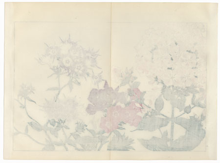 Phlox by Tanigami Konan (1879 - 1928)