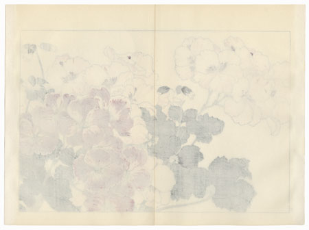 Pelargonium by Tanigami Konan (1879 - 1928)