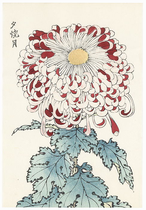 Moon at Sunset Chrysanthemum by Keika Hasegawa (active 1892 - 1905)