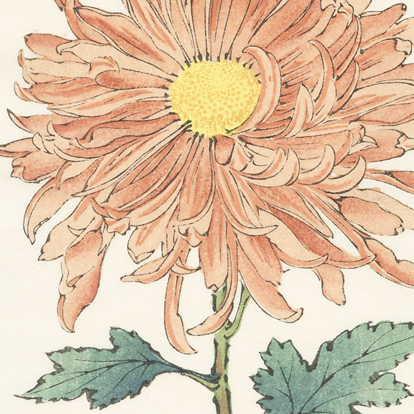 Brown Peony Chrysanthemum by Keika Hasegawa (active 1892 - 1905)