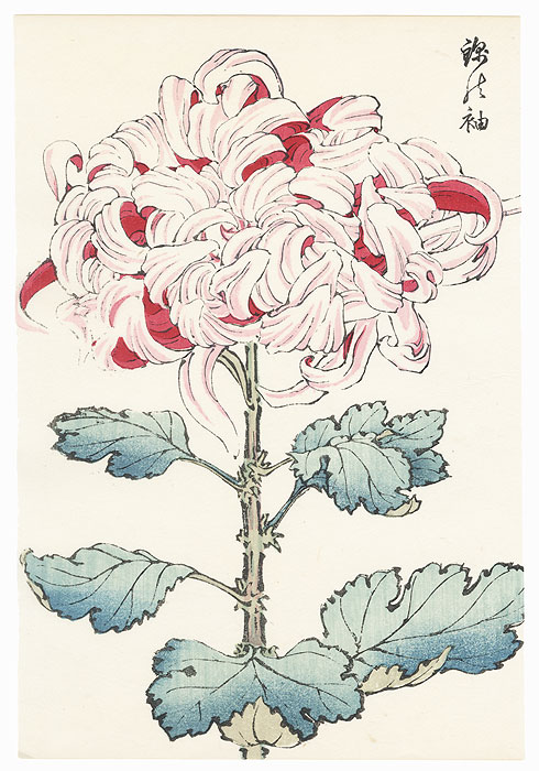 Luster of Sword Chrysanthemum by Keika Hasegawa (active 1892 - 1905)