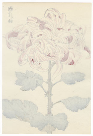 Luster of Sword Chrysanthemum by Keika Hasegawa (active 1892 - 1905)