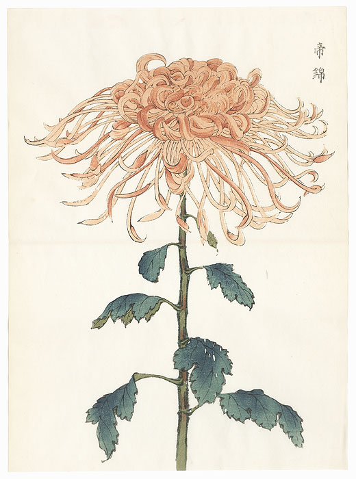 Imperial Golden Brocade Chrysanthemum by Keika Hasegawa (active 1892 - 1905)