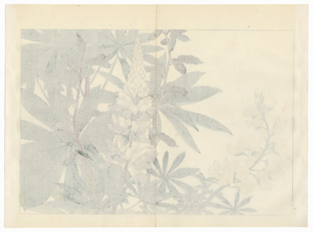 Lupinus by Tanigami Konan (1879 - 1928)