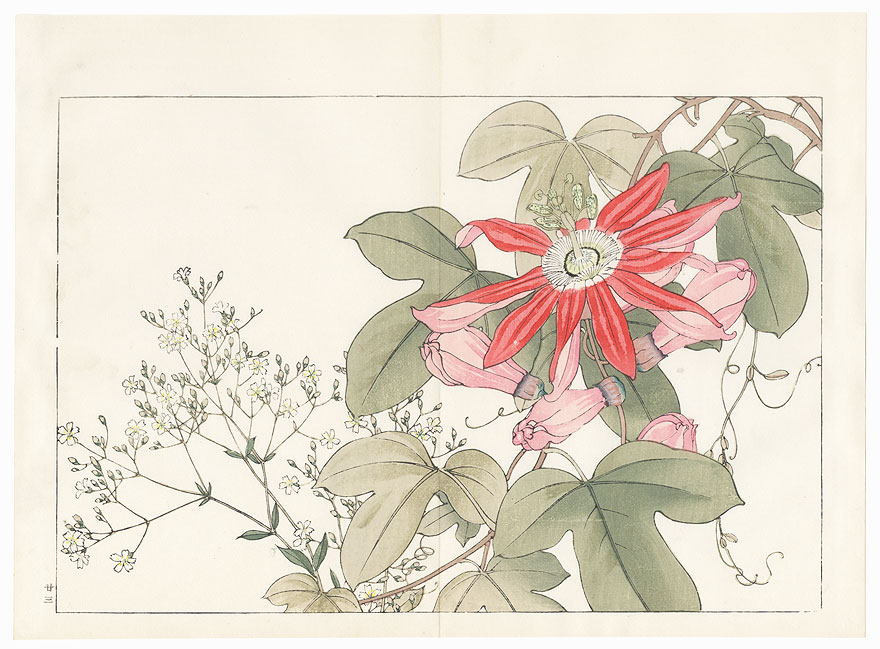 Passiflora and Gypsophila by Tanigami Konan (1879 - 1928)