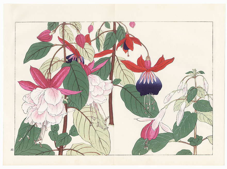 Fuchsia by Tanigami Konan (1879 - 1928)