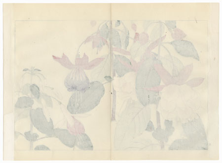 Fuchsia by Tanigami Konan (1879 - 1928)