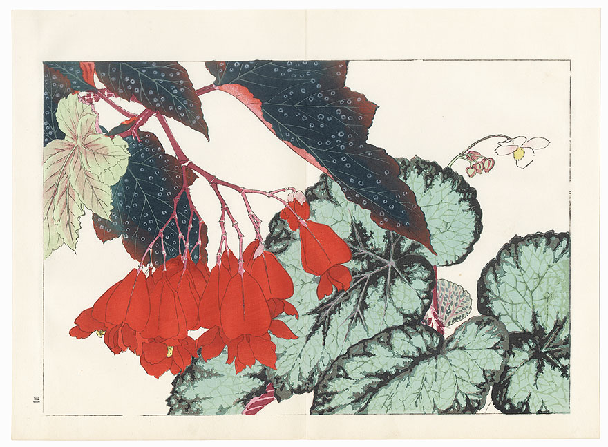 Begonia by Tanigami Konan (1879 - 1928)