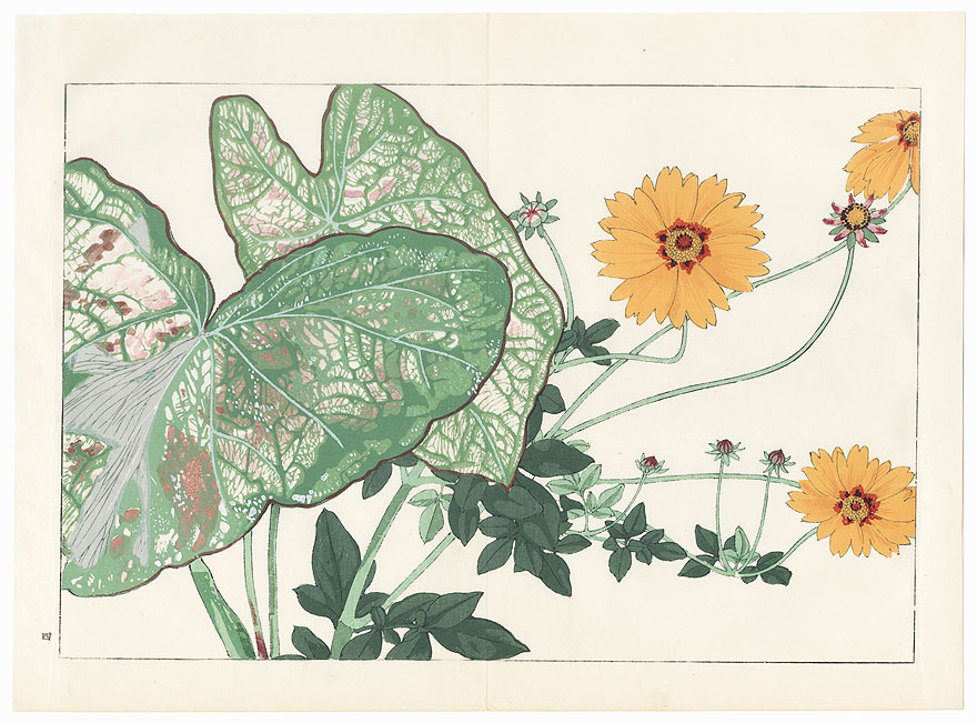Coreopsis and Caladium by Tanigami Konan (1879 - 1928)