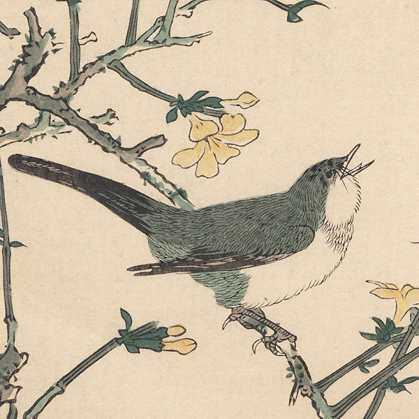 Birds in a Yellow Plum by Shigemasa (1739 - 1820)