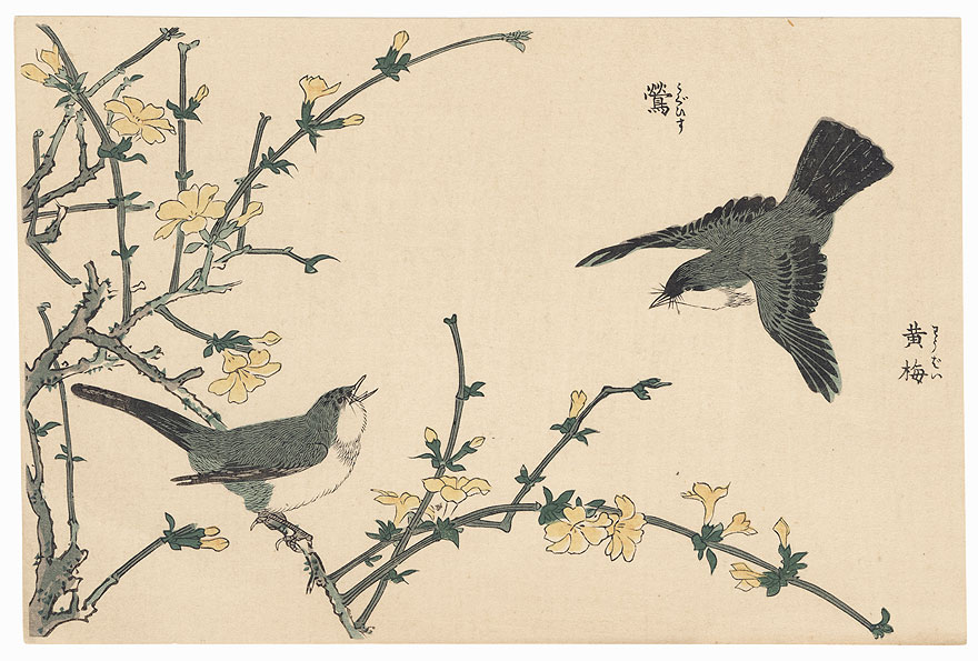 Birds in a Yellow Plum by Shigemasa (1739 - 1820)