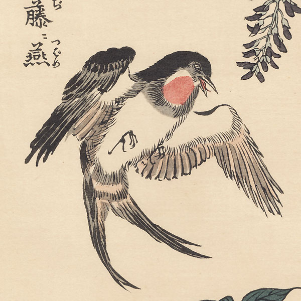 Swallows and Wisteria by Shigemasa (1739 - 1820)