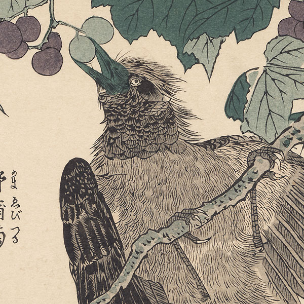Bird and Wild Grape by Shigemasa (1739 - 1820)