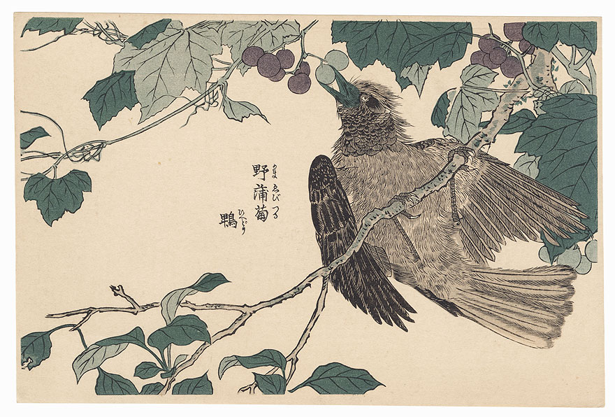Bird and Wild Grape by Shigemasa (1739 - 1820)