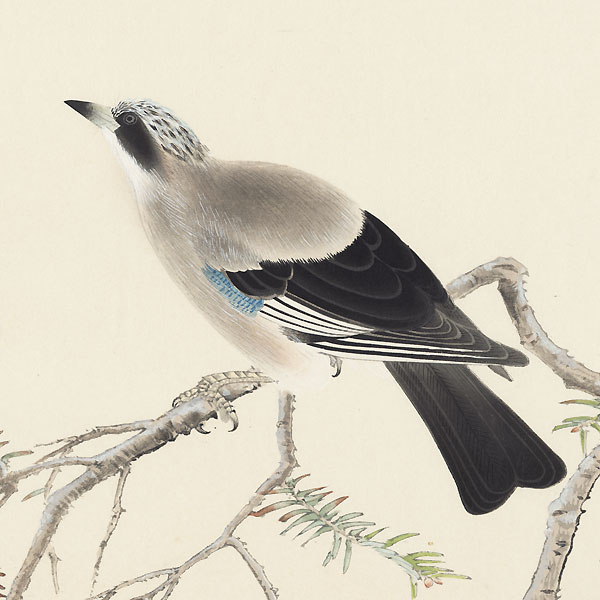 Eurasian Jay and Fir Tree by Shiho Sakakibara (1887 - 1971)