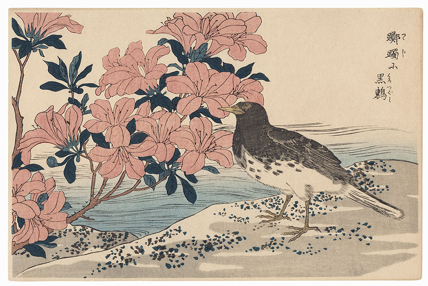 Black Thrush and Azalea by Shigemasa (1739 - 1820)