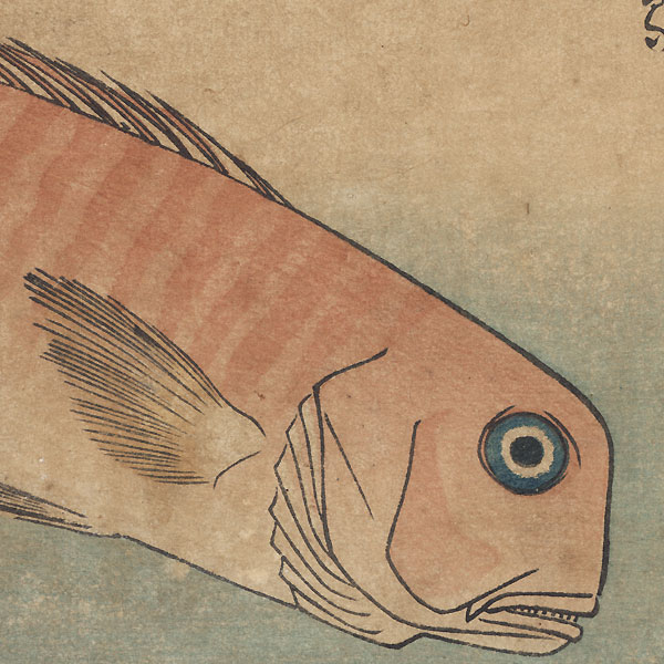 Sweet Sea Bream, Mebaru, and Horseradish by Hiroshige (1797 - 1858)