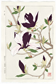 http://www.fujiarts.com/japanese-prints/DUPshodo/magnolia2f.jpg
