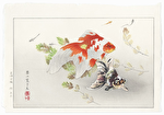 http://www.fujiarts.com/japanese-prints/DUPrakuzan/goldfishf.jpg